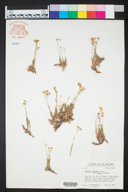 Sabulina texana image