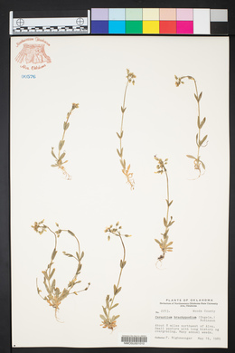 Cerastium brachypodum image