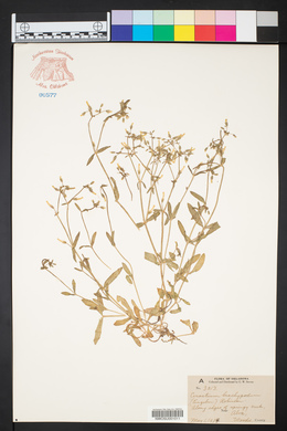 Cerastium brachypodum image