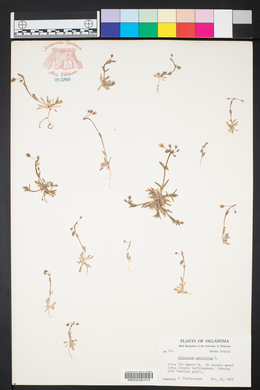 Holosteum umbellatum image
