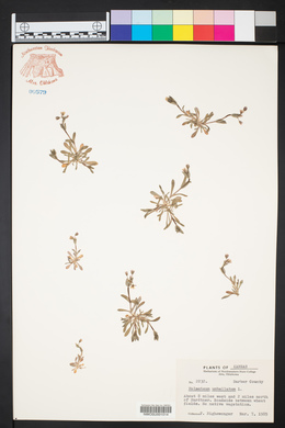 Holosteum umbellatum image