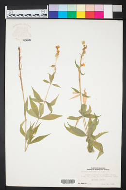 Silene stellata image