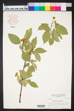 Celastrus scandens image