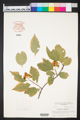 Celastrus scandens image