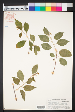 Celastrus scandens image