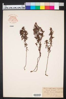 Helianthemum majus image