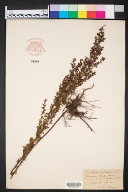 Lechea mucronata image