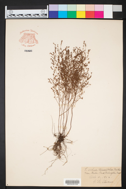 Lechea tenuifolia image