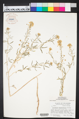 Cleomella angustifolia image