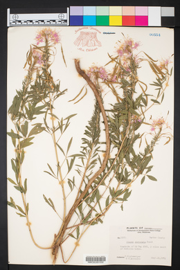 Cleomella serrulata image