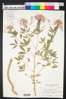 Cleomella serrulata image