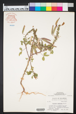 Polanisia dodecandra subsp. trachysperma image