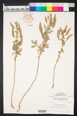 Polanisia dodecandra image