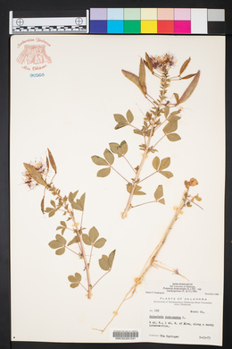 Polanisia dodecandra subsp. trachysperma image