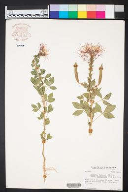 Polanisia dodecandra subsp. trachysperma image