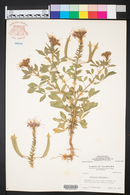 Polanisia dodecandra subsp. trachysperma image