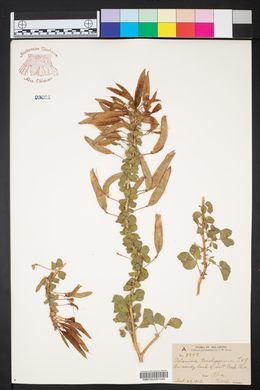 Polanisia dodecandra image