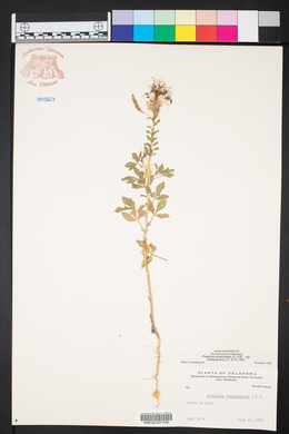 Polanisia dodecandra image
