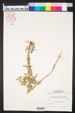 Polanisia dodecandra image