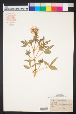 Polanisia dodecandra image