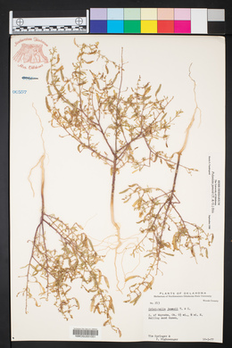 Polanisia jamesii image