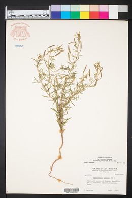 Polanisia jamesii image