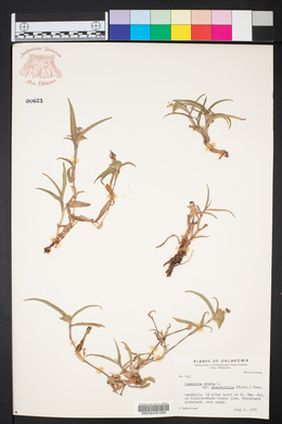 Commelina erecta var. angustifolia image