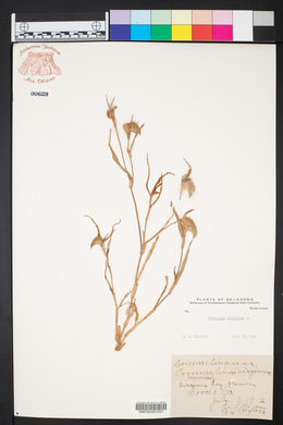 Commelina virginica image