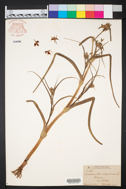 Tradescantia virginiana image