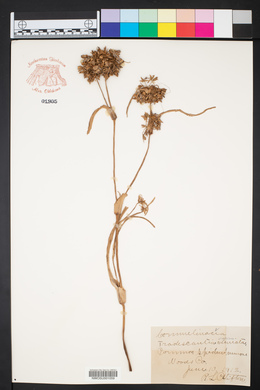 Tradescantia virginiana image