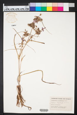 Tradescantia occidentalis image