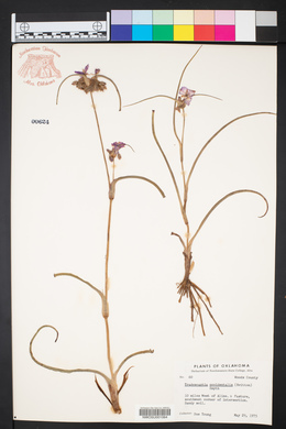 Tradescantia occidentalis image
