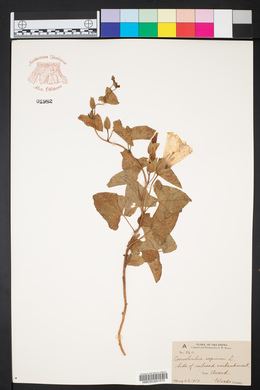Calystegia sepium subsp. sepium image