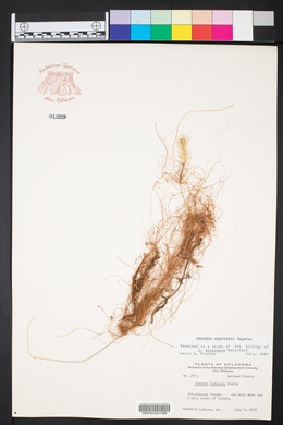 Cuscuta cuspidata image