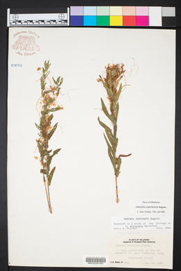 Cuscuta cuspidata image