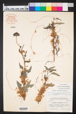 Cuscuta cuspidata image