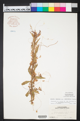 Cuscuta indecora image