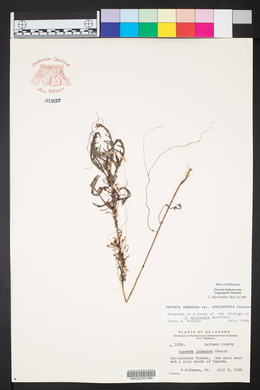 Cuscuta indecora image