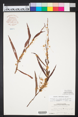 Cuscuta pentagona var. pentagona image