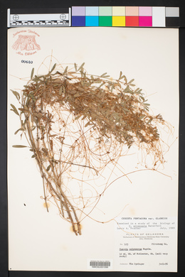 Cuscuta pentagona image