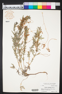 Cuscuta pentagona image