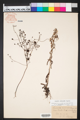 Cuscuta pentagona image