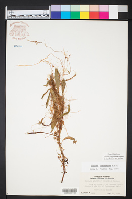 Cuscuta polygonorum image