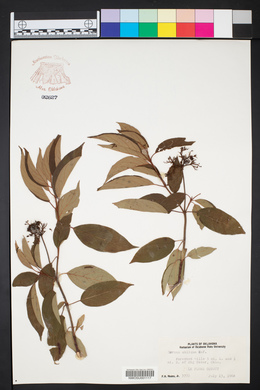 Cornus obliqua image