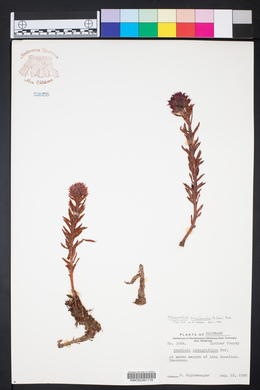 Rhodiola rhodantha image