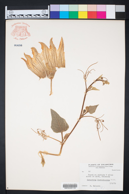 Cucurbita foetidissima image