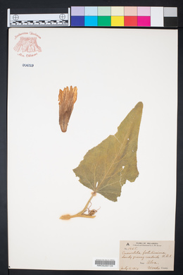 Cucurbita foetidissima image