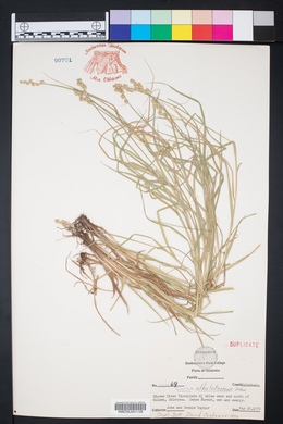 Carex albolutescens image