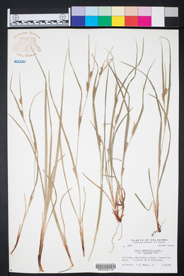 Carex amphibola var. turgida image