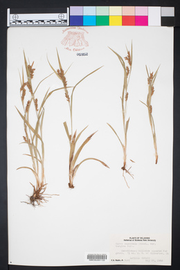 Carex amphibola var. turgida image